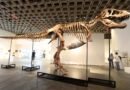 T. rex sells for $50 million, becoming the most expensive dinosaur fossil ever auctioned