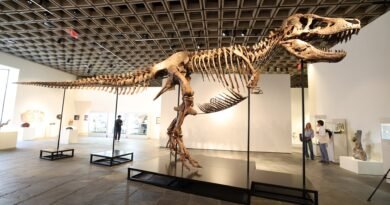T. rex sells for $50 million, becoming the most expensive dinosaur fossil ever auctioned