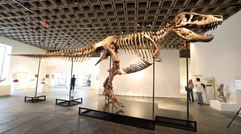 T. rex sells for $50 million, becoming the most expensive dinosaur fossil ever auctioned