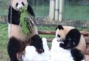 Atlanta is getting pandas: China’s Xi revives a longtime diplomatic strategy at summit with