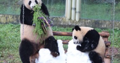 Atlanta is getting pandas: China’s Xi revives a longtime diplomatic strategy at summit with